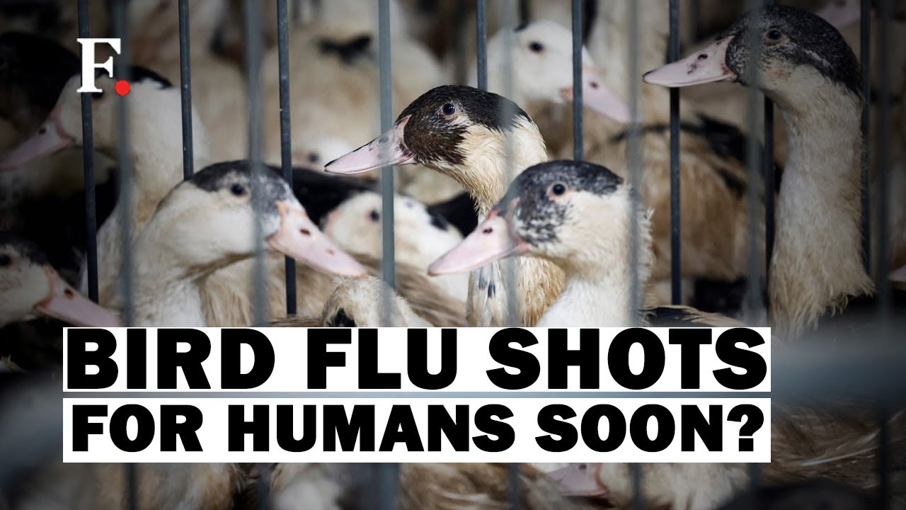 Global Vaccine Manufacturers Considering Prepping Bird Flu Shots For ...