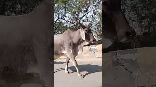 cow mata #shortvideo #viral #pets