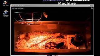 Dsm Corecoder Live Stream Channel Watching Baby Chickens Hatch And Grow