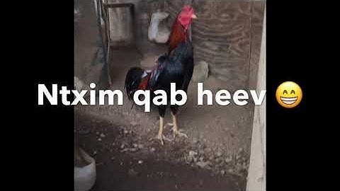 Saib Kuv tus txiv cov Qaib Thaib zoo nkauj