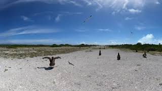 Laysan albatros on former runway