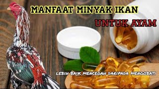 manfaat minyak ikan untuk ayam. 