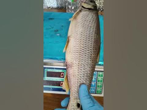 Кутум Вяленый, для заказа пишите комментарии! - YouTube