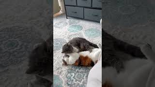 Olympic Cat Wrestling with your hosts, Andrea and Kevin #funnyvideos #funnycats #comedywriter #cat