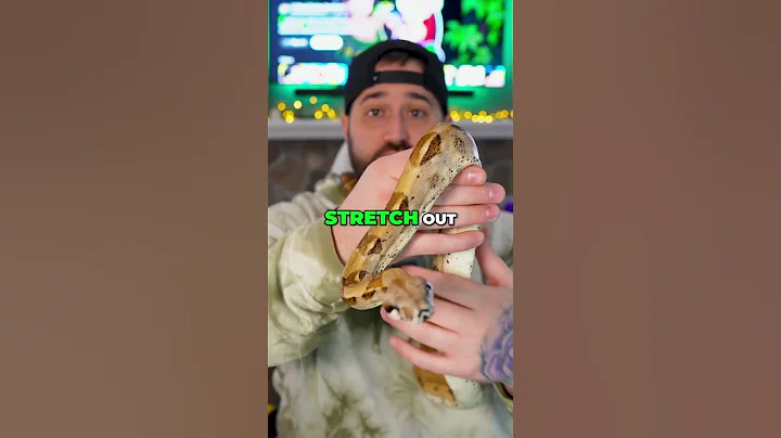 🚨 Boa Constrictor Care: The 1 Mistake You MUST Avoid