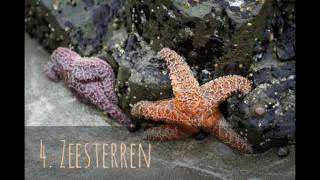 Top 10 Traagste Dieren Op Aarde