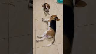 Beagle dogs cute #beagle #cutedog #dog #pets