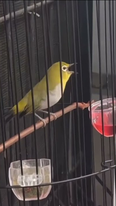 Pleci Buxtomi Gacor Nembak Sejalur Wit Wit Wit