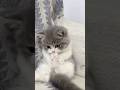 😘😘cuteness overload,cute baby cat's,cat's life,cat lovers#catshorts #catlife #catlovers #cat 😘😘