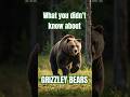 The Incredible Contradictions of Grizzly Bears