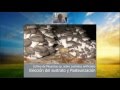 Hongos Pleurotus: sustrato y pasteurización  :: VIdeoConferencia ACP