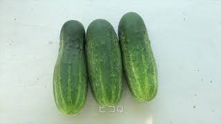 菜園だより200821ボカシ・秋野菜へ切り替え