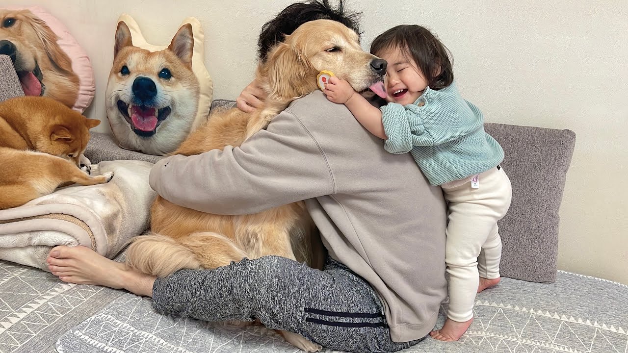 パパからも1歳児からも熱い抱擁を受けるゴールデンレトリバー