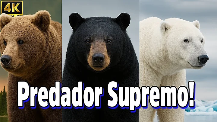 O Mundo Selvagem dos Ursos: Encontros Incríveis na Natureza  #ursos #documentário