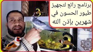 أقوى برنامج غذائي رائع لتجهيز طيور الحسون لمدة شهرين بإذن الله