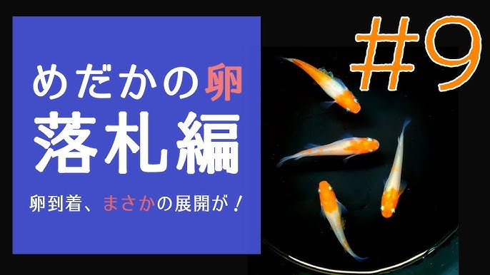 半ダルマ ダルマメダカ Sサイズ メダカ販売 亀田養魚 Youtube 半ダルマ ダルマメダカ Sサイズ メダカ販売 亀田養魚 Youtube