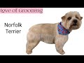 Grooming a Pet Norfolk Terrier