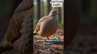 Bu kuş suyu yapraktan içiyor! | Batağan