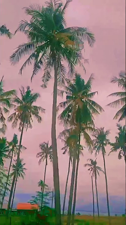 Aestetik Cinematik Sore Hari // Story'wa // Pesona Alam //Karya Alam