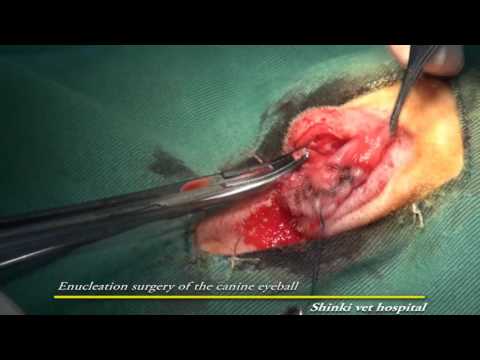 جراحة استئصال مقلة العين | Enucleation surgery of the canine eyeball