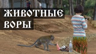 Животные воры - интересные факты