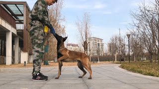 Day 10 Three Leg Walk Trick Training | Belgian Malinois dog by WoofMeow 2,684 views 11 months ago 2 minutes, 17 seconds