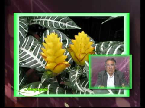 Βίντεο: Ανθεκτικά φυτά στα ελάφια για τη Ζώνη 8: Δημιουργία Κήπων από τα Ελάφια στη Ζώνη 8