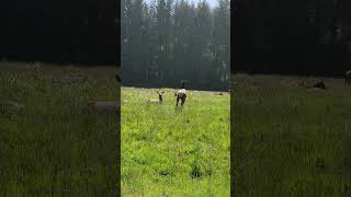 Wild elk heard off the 101 in Northern California