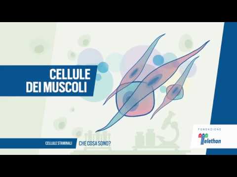 Video: Indizi Di Sviluppo Per La Maturazione Delle Proprietà Metaboliche, Elettrofisiologiche E Di Gestione Del Calcio Dei Cardiomiociti Pluripotenti Umani Derivati dalle Cellule Stamin