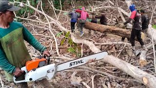 Terlalu Berat Chainsaw stihl A70 di pakai tebang potong kayu jati sebesar ini