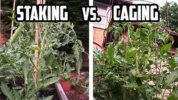 Staking vs. Caging Tomato Plants - PROS and CONS of Each Method | How to Support Tomato Plants