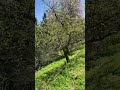 Biodiversität vom feinsten #imkerei #bienen #nature #naturelovers