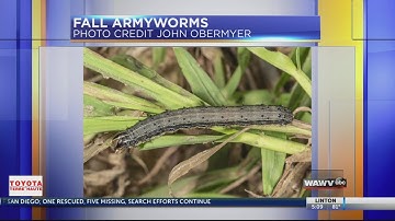 Fall armyworms showing up in the wabash valley