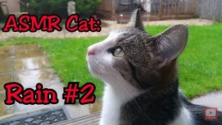 ASMR Cat: Rain #2 *1 HOUR LONG* [no talking] [rain on conservatory roof, cats playing, rain drops] by ASMR Cat Sounds 1,663 views 7 years ago 58 minutes