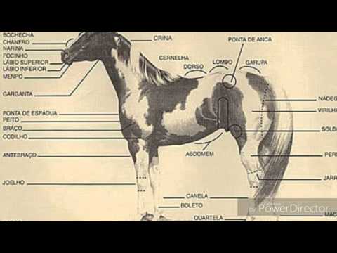 Vídeo: Raça De Cavall Dongola Hipoalergènic, De Salut I De Vida