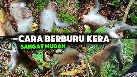 CARA EFEKTIF‼️BERBURU KERA YANG SUDAH TAU SENAPAN ANGIN‼️MONKEY HUNTING 🐒BERBURU MONYET LIAR