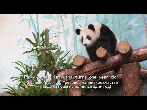 The Growth Diary Of Giant Panda Katyusha | iPanda - YouTube