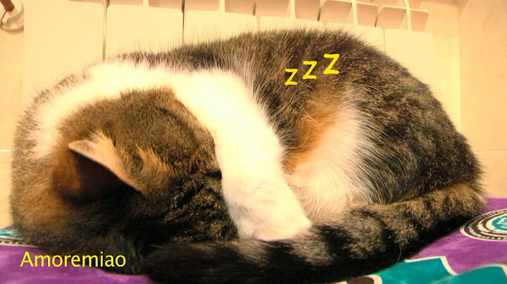 GATTO VS CANE. Trova le differenze!
