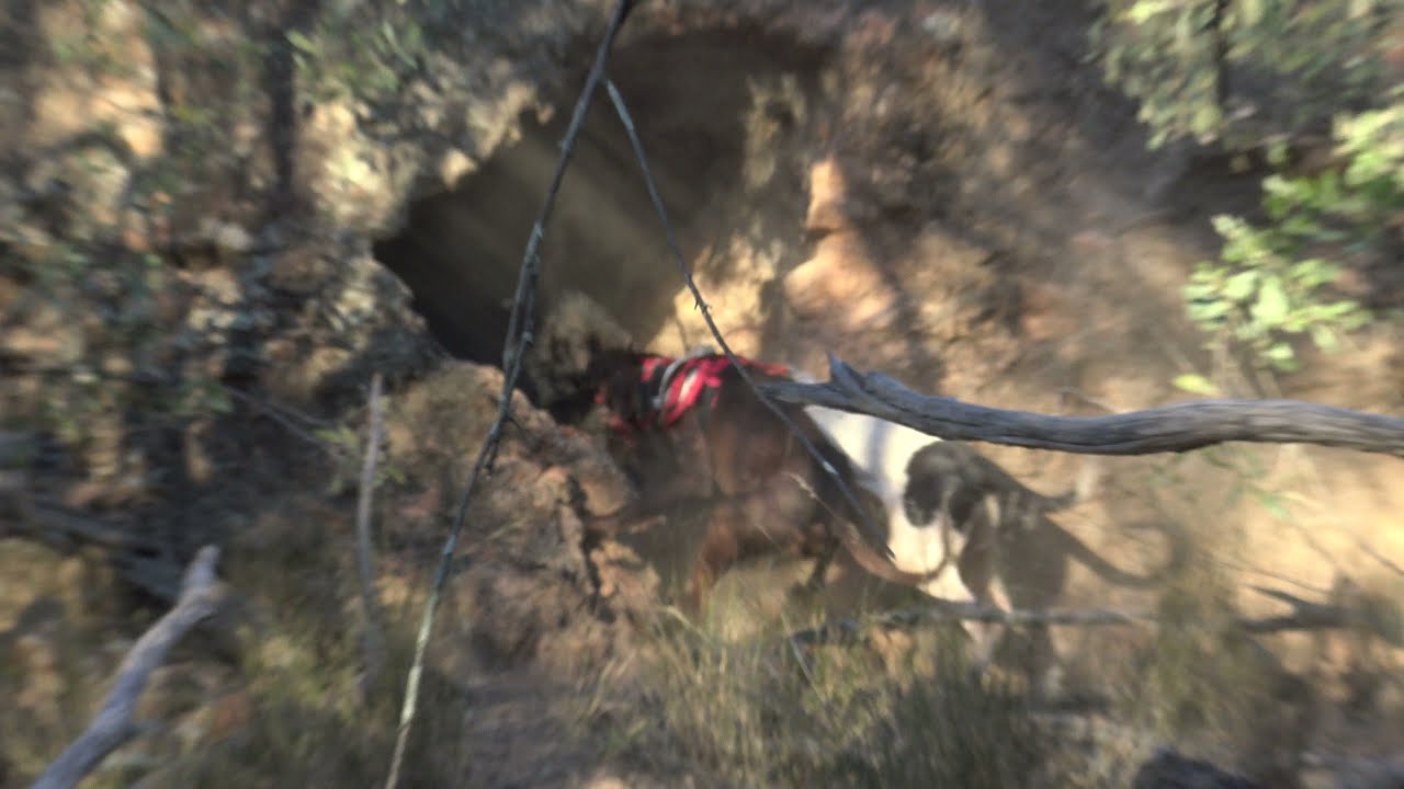 Big Cave Hog Pig Hunting Australia YouTube