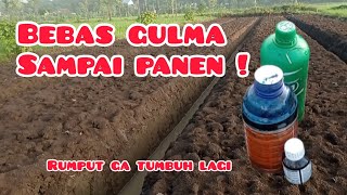 PENYEMPROTAN HERBISIDA PADA LAHAN BAWANG MERAH'RUMPUT TIDAK TUMBUH SAMPAI PANEN'