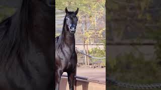 أحلى و أجمل حصان أدهم في العالم | #خيل_عربي_أصيل