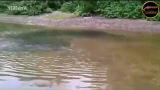 SULUR BIDAR atau Penunggu Tasik/Sungai. Wallahualam