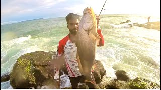 Ghol fish fishing from shore | Jew fish back to back | Ratnagiri Anglers crazy fishing || Jew fish