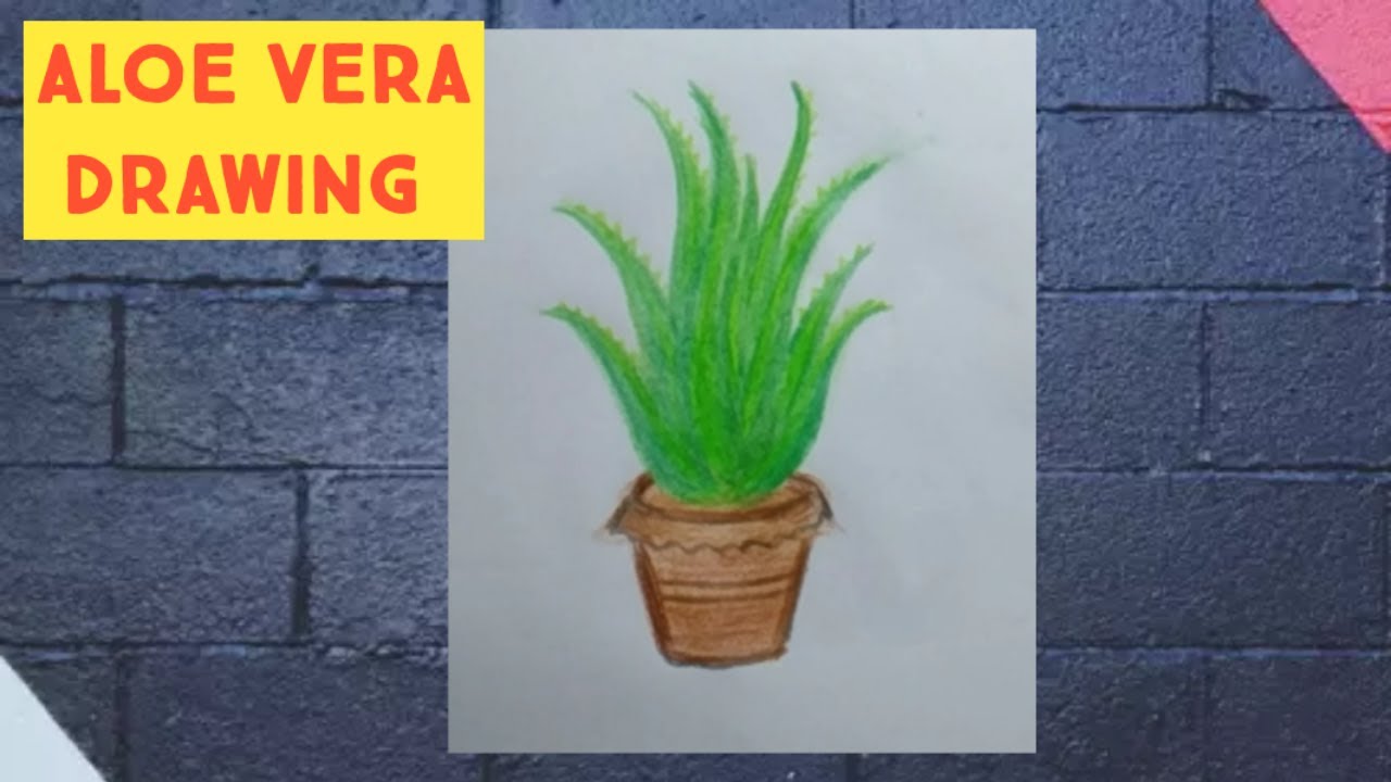 How To Draw Aloe Vera Plant On Tab Very Simple Step Youtube
