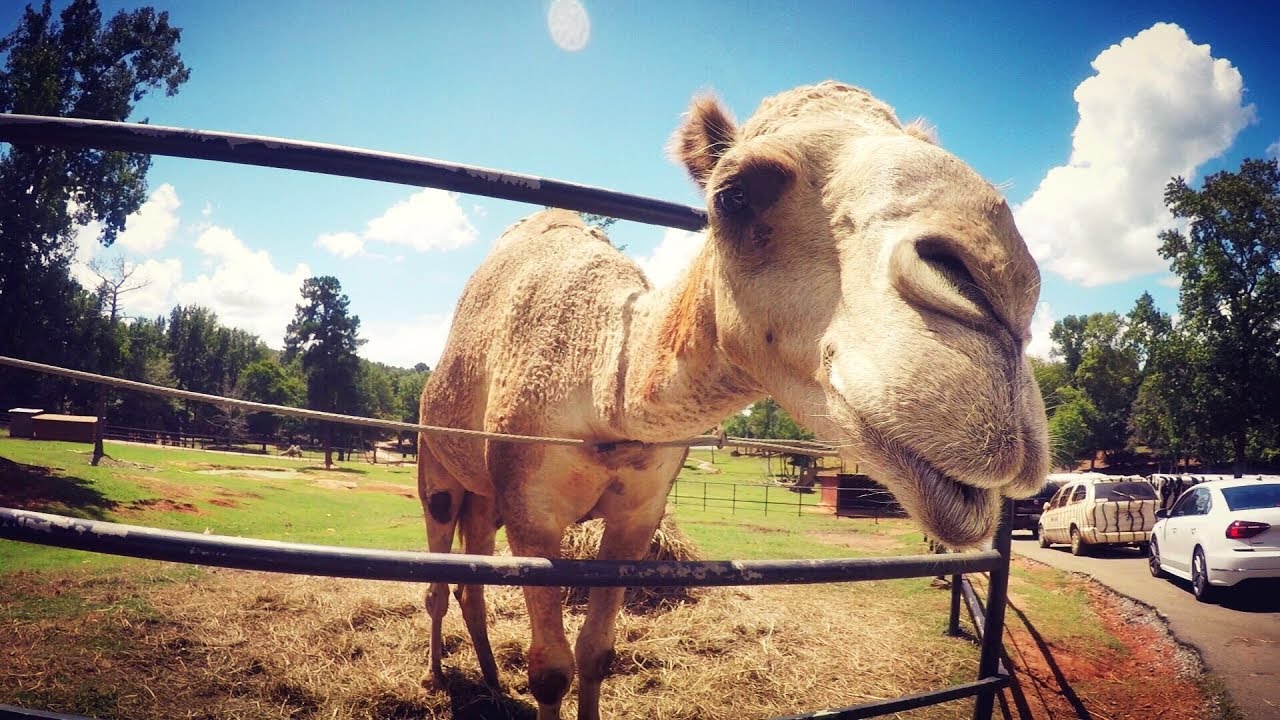 wild animal safari near callaway gardens