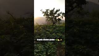 organic kichen garden 🌿🌼♥️ #youtubeshorts #organicfarming #kichengarden #pahadilifestyle