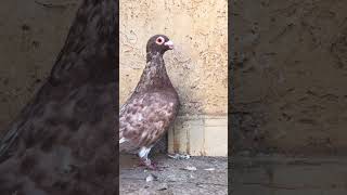Meulemans pigeons