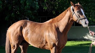 This Old Horse- California Chrome