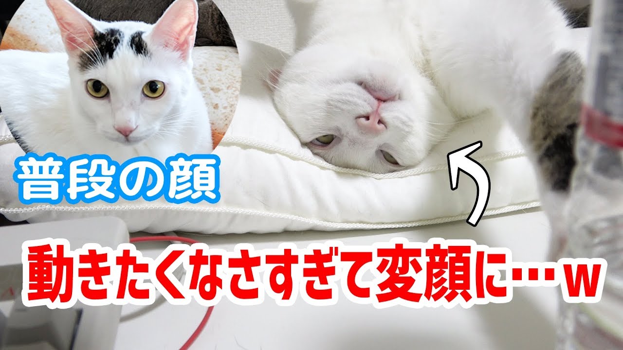 猫の笑える５つの変顔動画 猫が変顔になるのは理由があった Uchinoco うちの子