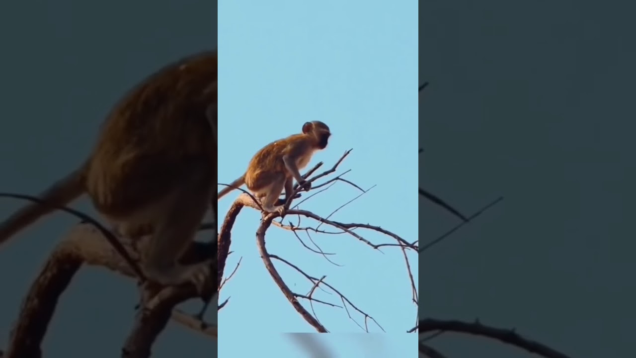 Monkey makes a narrow escape from Leopard in Tree. 
